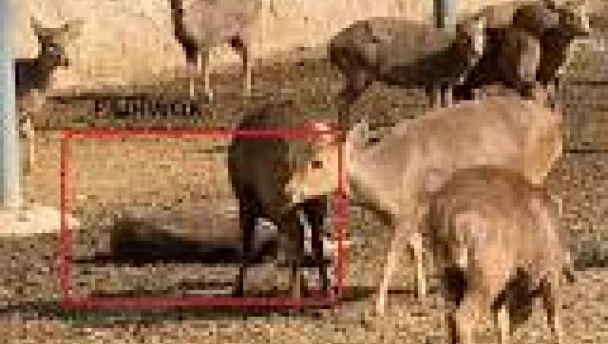 د دوستم په کور کې ساتل کېدونکې هوسۍ کابل ژوبڼ ته وسپارل شوې