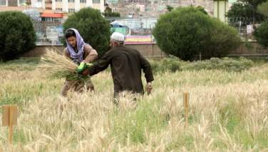  افغانستان در سال جاری بیش از دو میلیون متریک تٌن گندم کمبود دارد