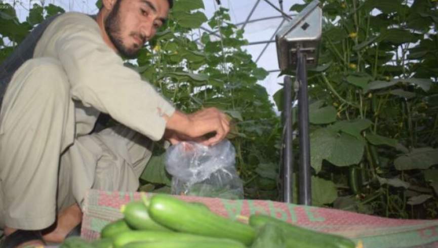 چه کسانی باید از خوردن بادرنگ پرهیز کنند؟