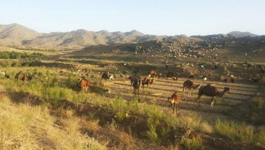 شبکه تحلیلگران: کوچی‌ها با حمایت طالبان به مناطق هزاره‌جات هجوم می‌برند