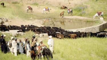 آغاز فصل کوچی‌گری/ هجوم سازمان‌یافته کوچی‌ها به ناهور ولایت غزنی با حمایت طالبان