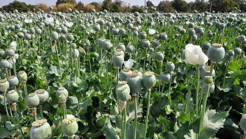 طالبان: 27 هزار قاچاق‌بر مواد مخدر در چهار سال گذشته بازداشت شدند