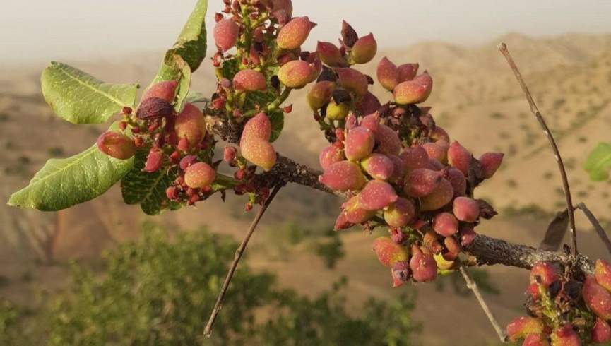 برای حفظ پسته لیق جنگل را خالی از مردم می‌کنیم