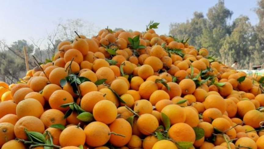 هر روز این مقدار مالته بخورید از افسردگی رهایی یابید