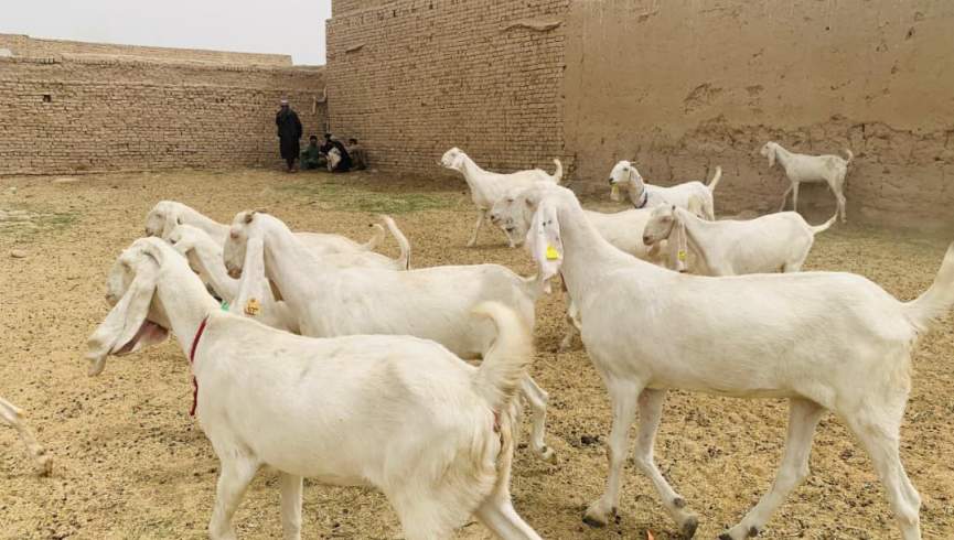 توزیع "بز‌های اصلاح‌نسل" برای خانواده بی‌بضاعت در قندهار از سوی اتحادیه اروپا