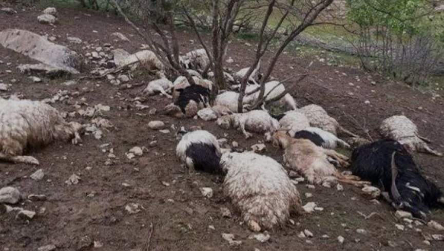 رویداد ترافیکی در ولسوالی یکاولنگ ولایت بامیان: 20 رأس گوسفند تلف شدند