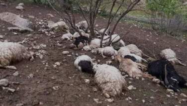 د بامیان ولایت په یکاولنګ کې ترافیکي پیښه: ۲۰ سره مېږې مړې شوې
