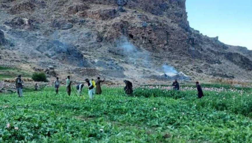 عکس، تزئینی است
